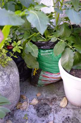 note the rolled down plastic bag