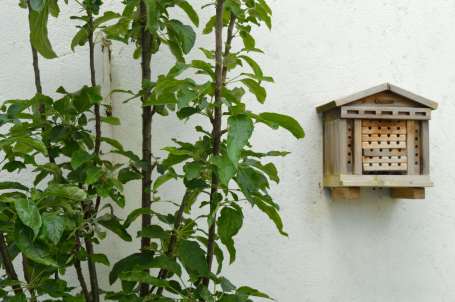 come on the apple tree